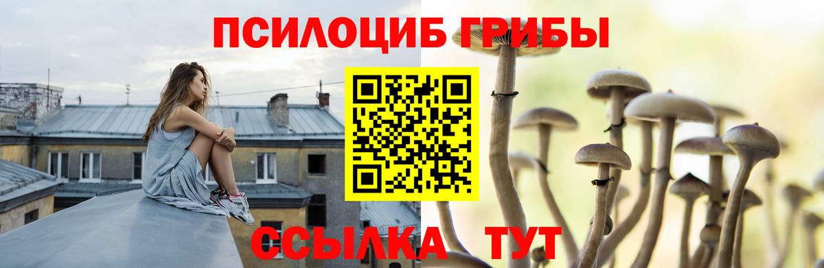 Псилоцибиновые грибы Psilocybe Красногорск